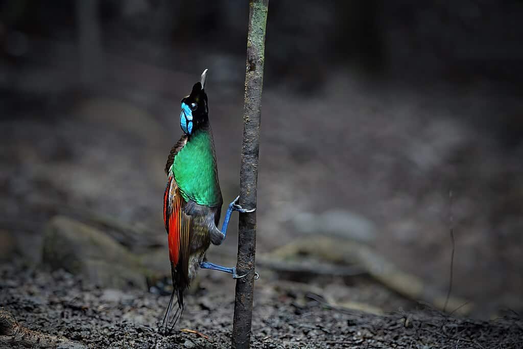 Wilson's Bird-of-Paradise