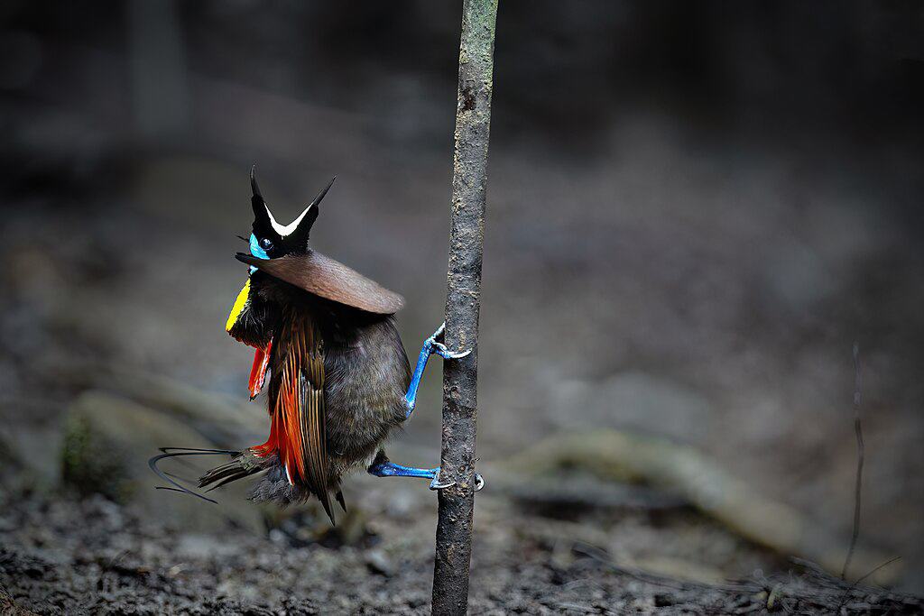 Wilson's Bird-of-Paradise