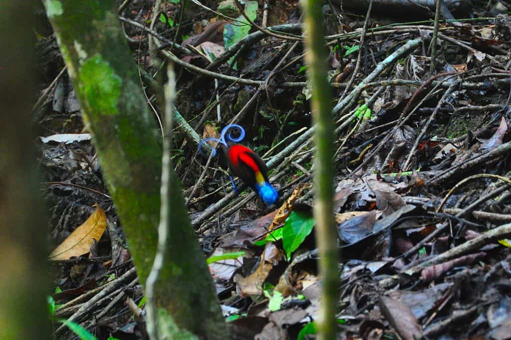Wilson's bird-of-paradise