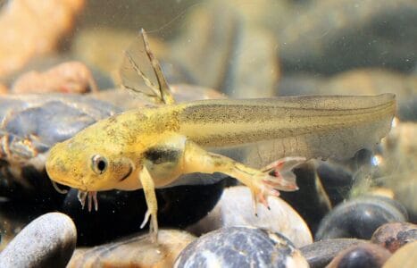 13 Amphibians That Can Regrow Lost Limbs