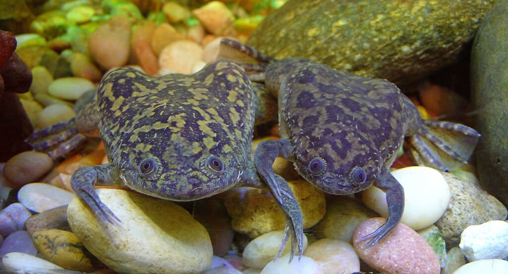 African clawed frogs