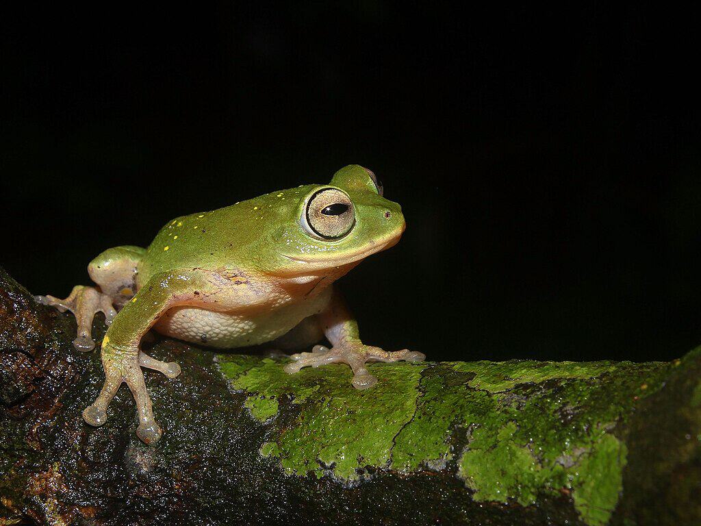 Yellow Bellied Bush Frog