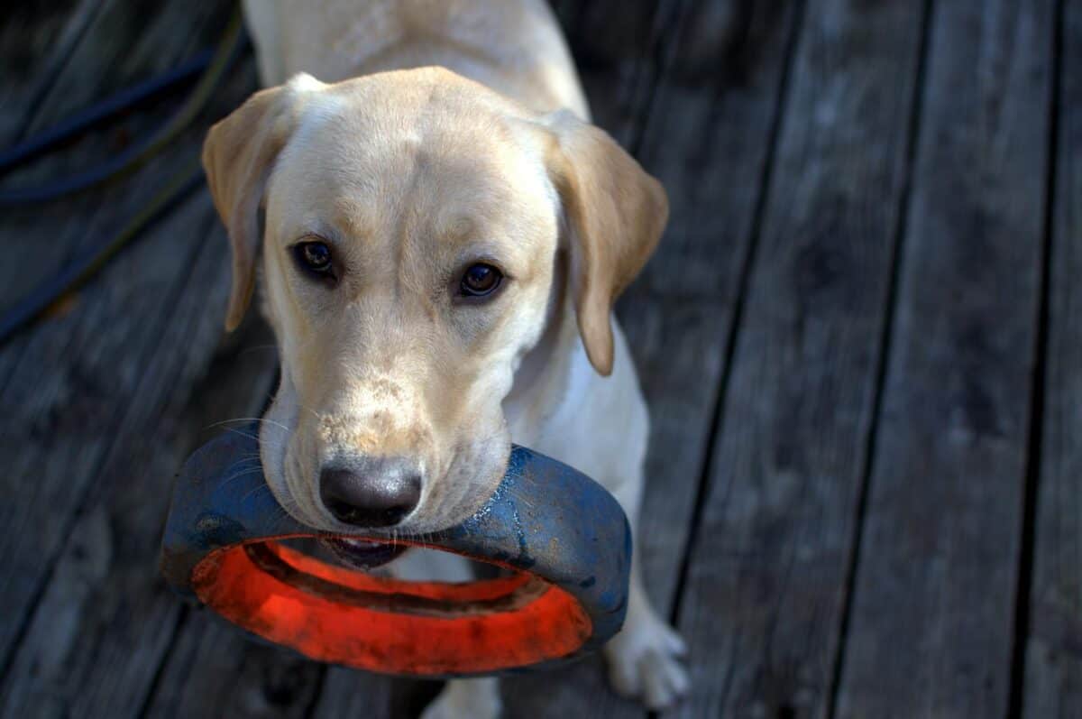 Labrador playing