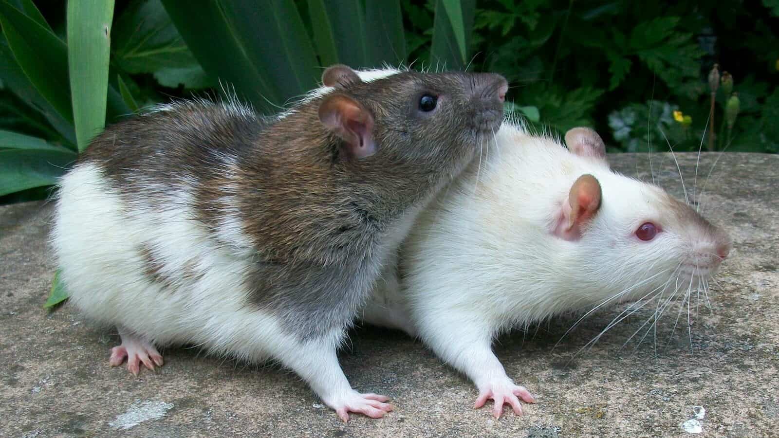 Two rats standing side by side, one with white fur and the other with dark fur, demonstrating their social nature.