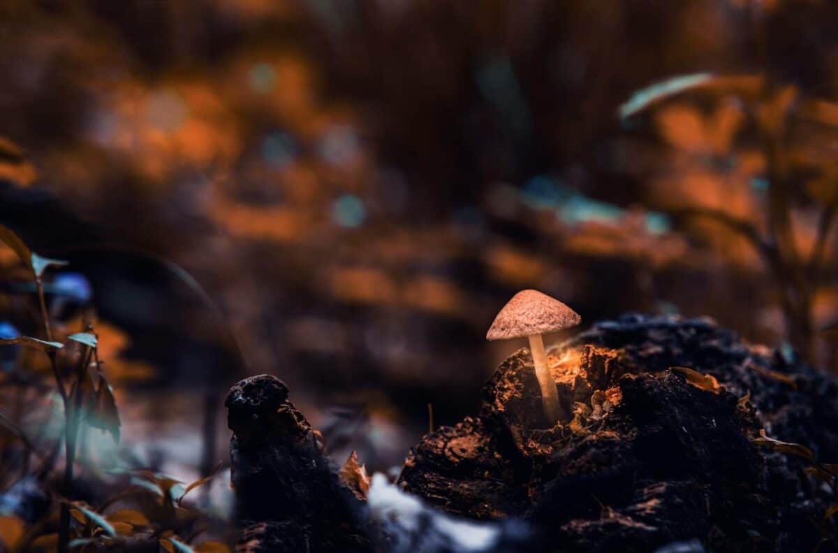 A glowing mushroom surrounded by dark, moody forest foliage, highlighting nature's wonder.