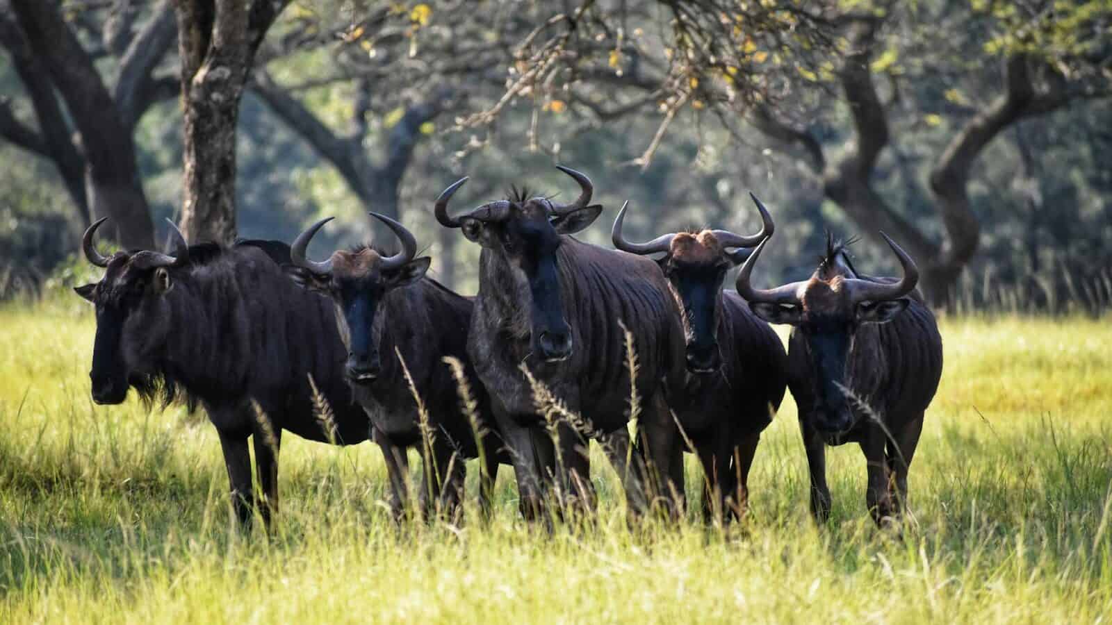A group of wildebeests standing in the tall grass, facing the camera, their strong frames and horns clearly visible in the sunlight.
