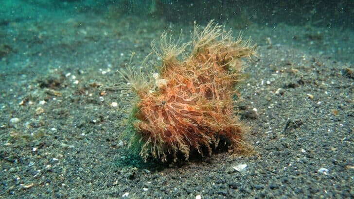 The Weirdest Fish Ever Pulled from Pacific Depths