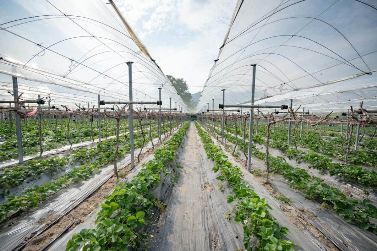 Netted Greenhouse