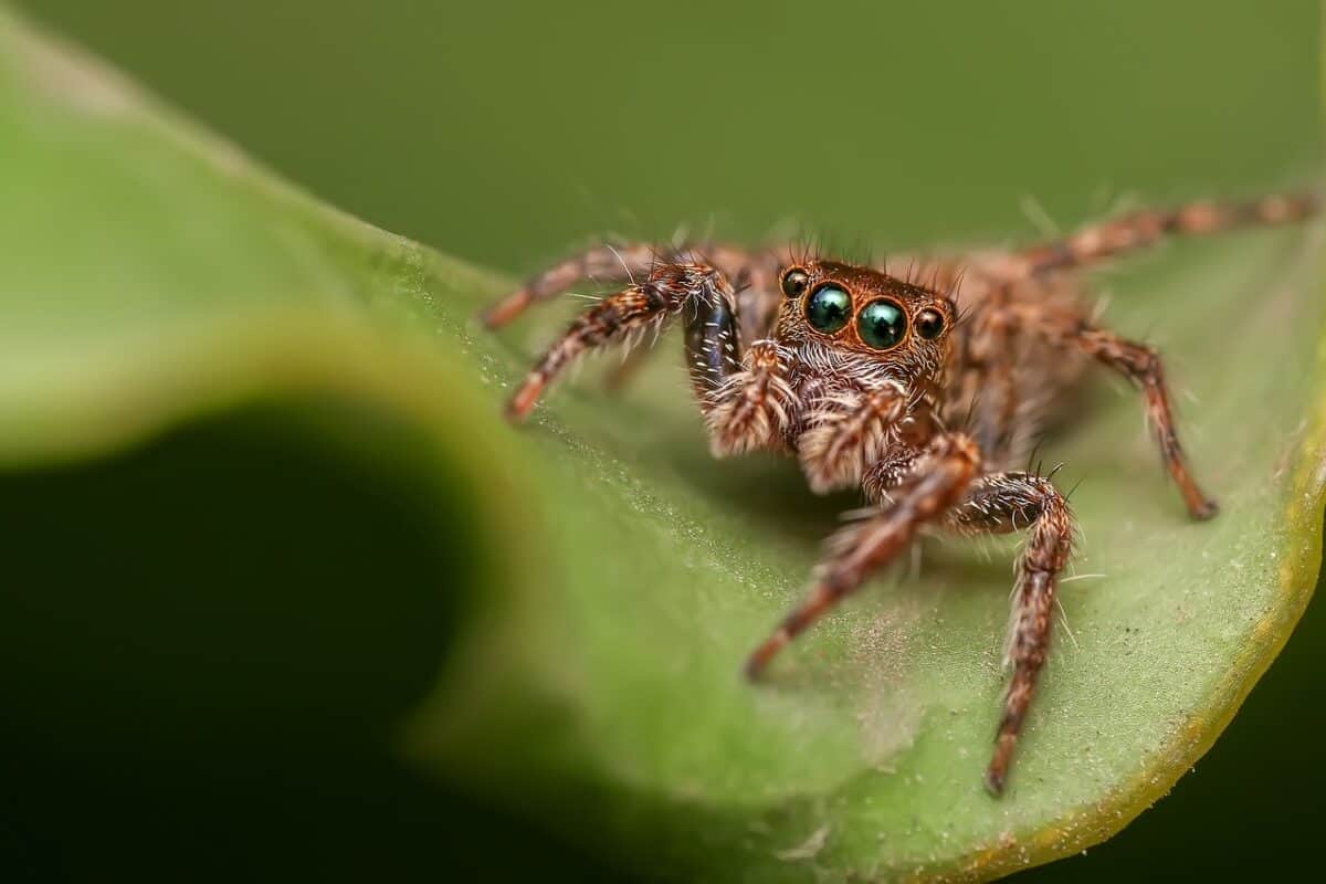 springspinne, spinne, spinnentier, weber, insekt, käfer, arachnophobie, natur, tierwelt, gruselig, gliederfüßer, kreatur, arachnologie, springspinne, spinne, spinne, spinne, spinne, käfer