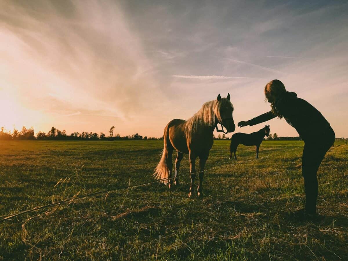A woman interacts with horses in a grassy field during sunset, creating a warm and serene atmosphere.