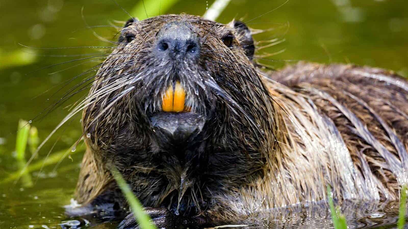 A close-up of a beaver in a pond, showing its prominent teeth as it holds a piece of wood, displaying its characteristic behavior.
