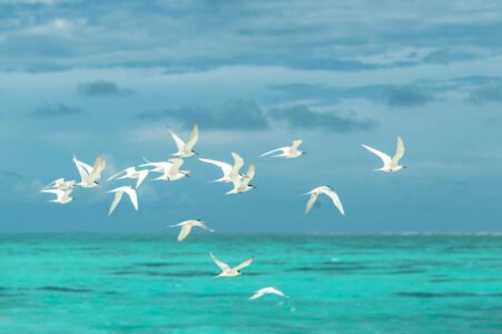 Seagulls Are Now Following Ships for Thousands of Miles