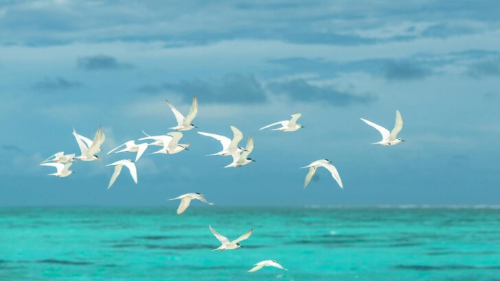 Seagulls Are Now Following Ships for Thousands of Miles