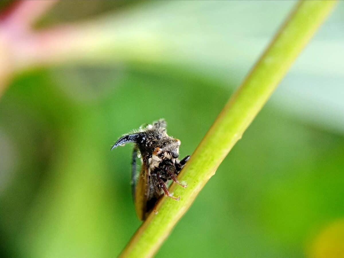 Treehopper