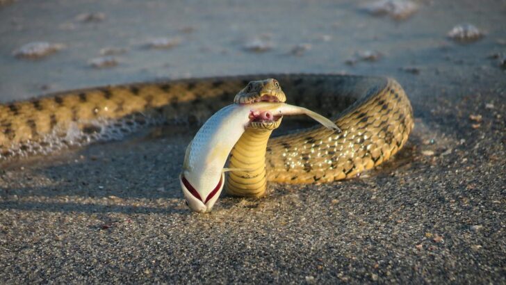 10 Most Venomous Creatures Hiding in the Ocean