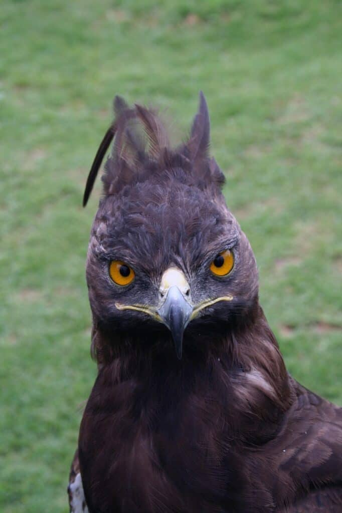 crowned eagle, bird, feathers, head, nature, flying, beak, wing, plumage, aviary, crowned eagle, crowned eagle, crowned eagle, crowned eagle, crowned eagle