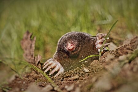 Americas Strangest Wildlife 10 Bizarre Animals You Did not Know Existed