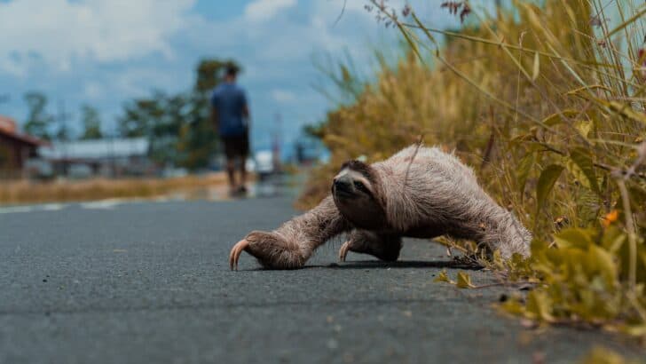 How a Giant Sloth Skeleton Changed Evolution Theories