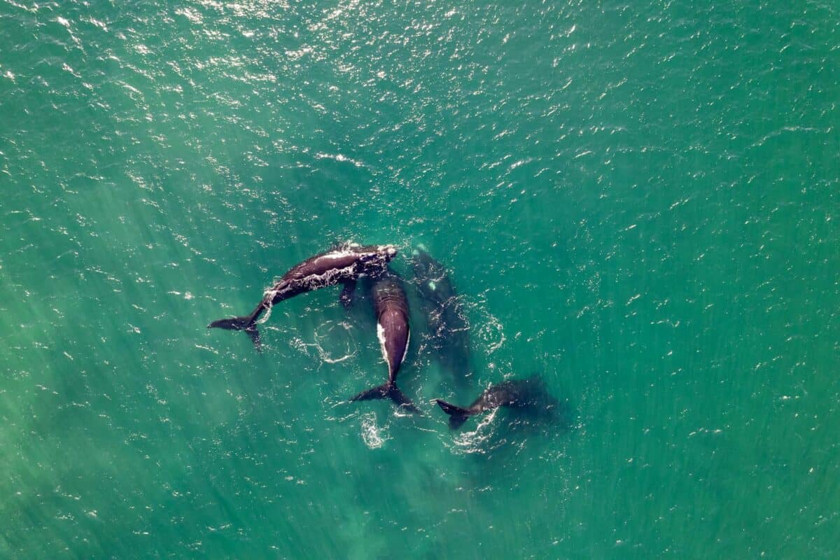 Drone shot of whales swimming gracefully in the ocean, showcasing marine wildlife from above.
