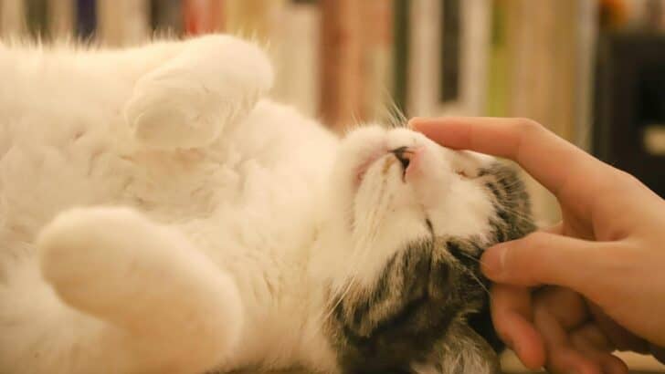 6 Cat Breeds that Bond Instantly with Humans and 6 Who Don’t