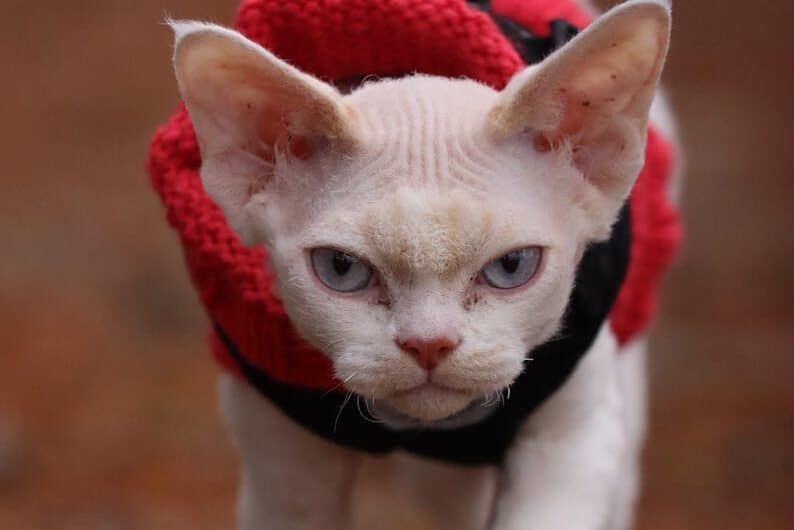 A stylish Devon Rex cat in a red sweater confidently walking on a leash outdoors.