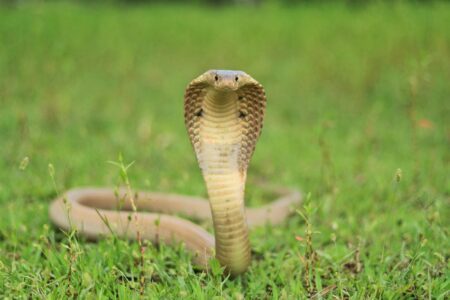 12 Snake Species That Can Kill in One Bite