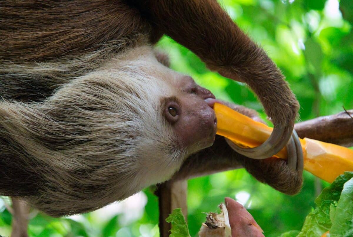 A two-toed sloth eating