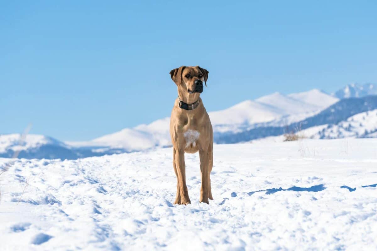 A Rhodesian Ridgeback dog stands in the snowy landscape of Boulder, Colorado under a clear blue sky.