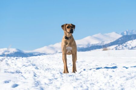 20 Fiercest Guard Dogs in the World