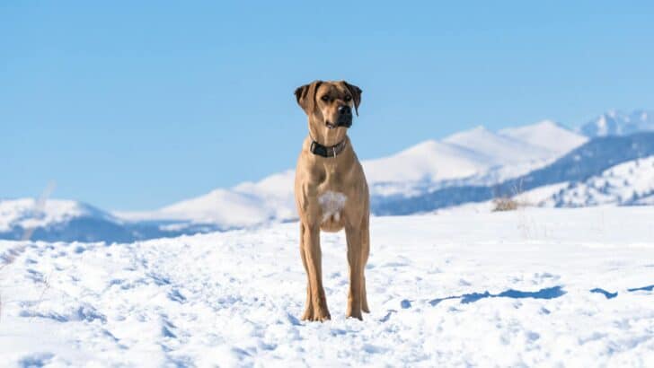 20 Fiercest Guard Dogs in the World