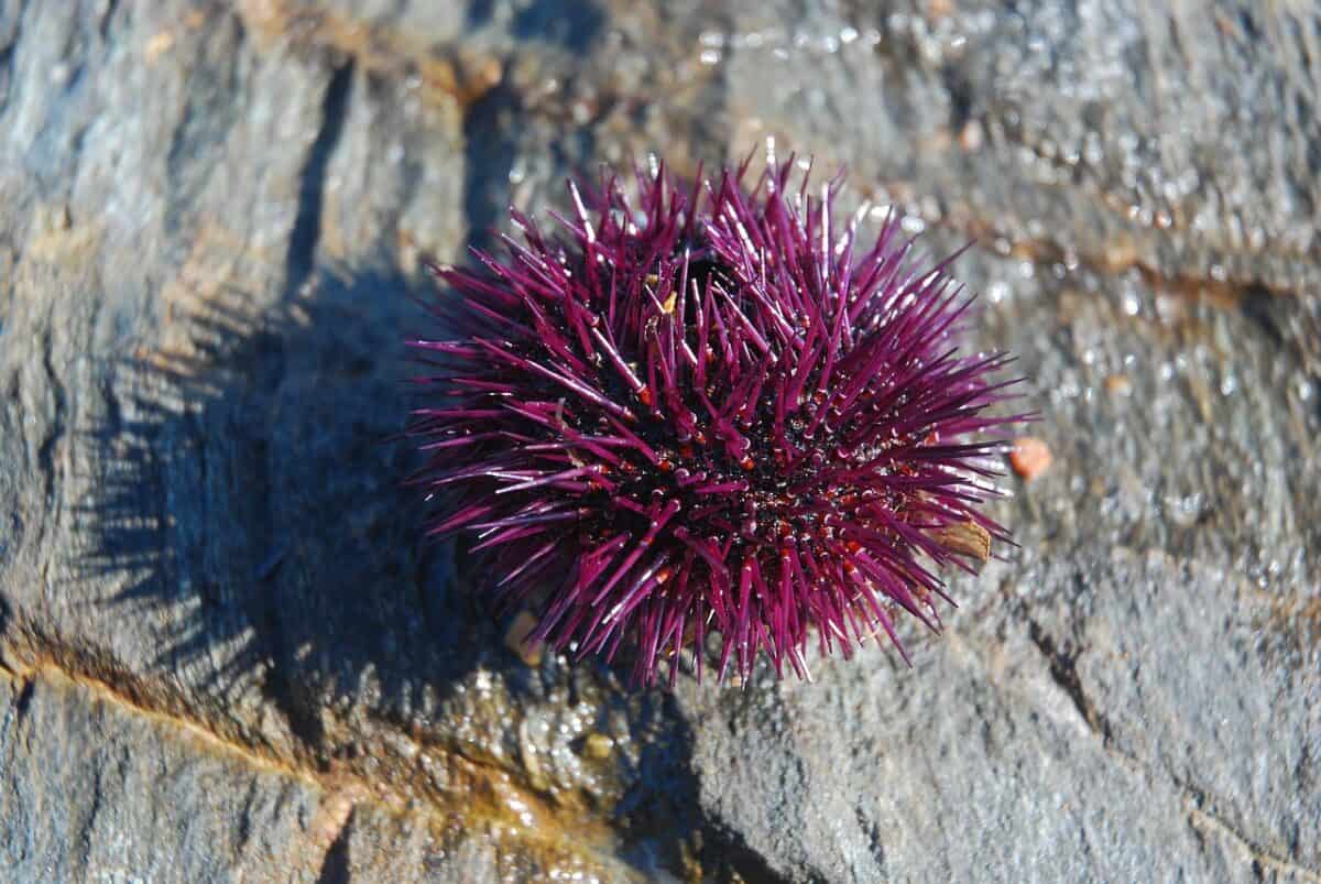 sea urchin, wood, purple, sea urchin, sea urchin, sea urchin, sea urchin, sea urchin