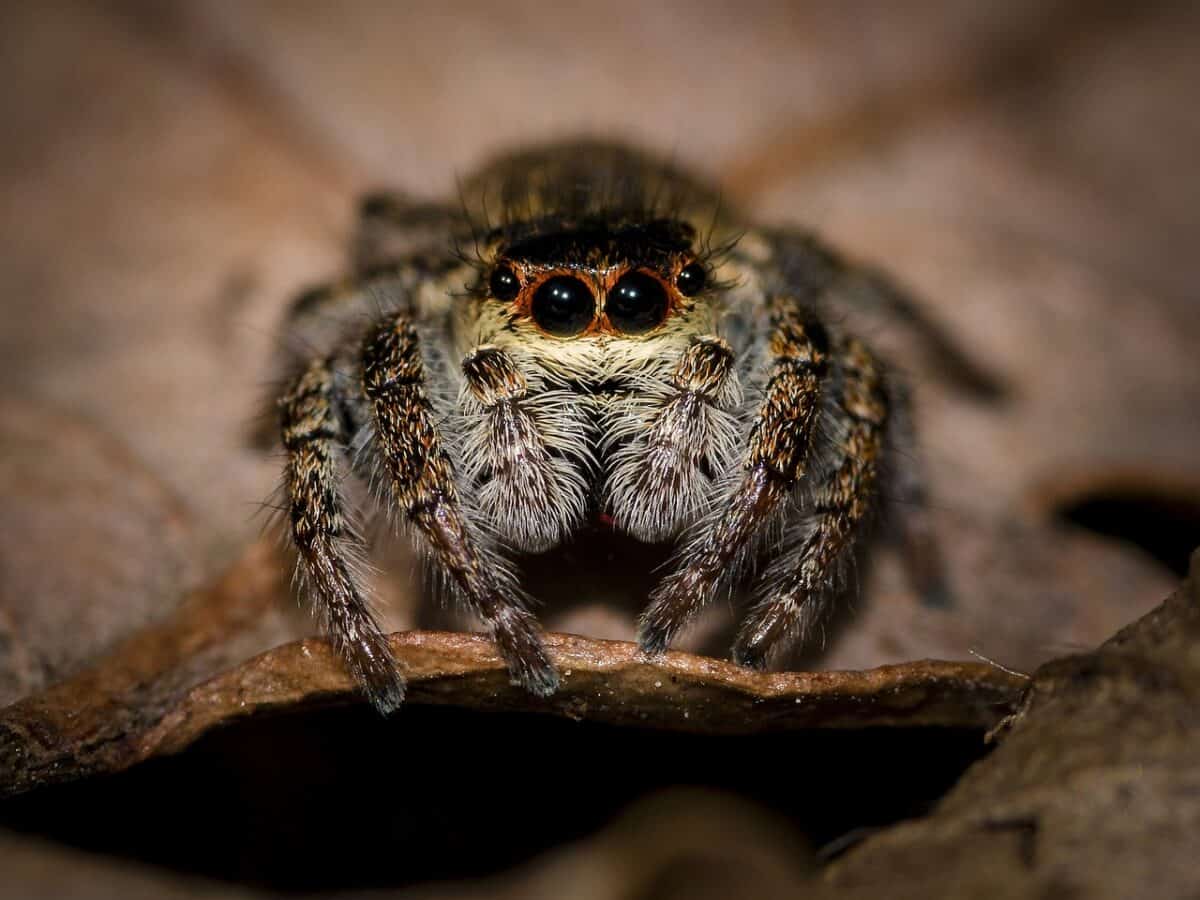 Spinne, Springspinne, kleine Spinne, Nahaufnahme, Makro, Spinnentier, Arachnophobie, Gliederfüßer, behaart, Natur, Tier, Tierwelt, Spinne, Spinne, Spinnennetz, Spinne
