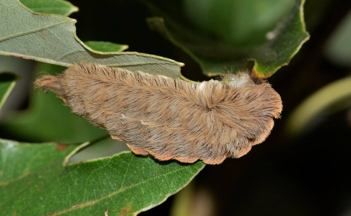 caterpillar, puss caterpillar, flannel moth caterpillar, asp caterpillar, stinging caterpillar, sting, nature, dangerous, toxic, donald trump caterpillar, southern flannel moth caterpillar, hairy, leaves, macro, close up, insect, arthropod, biology, entomology, megalopyge opercularis, donald trump's hair, caterpillar, puss caterpillar, puss caterpillar, puss caterpillar, puss caterpillar, puss caterpillar