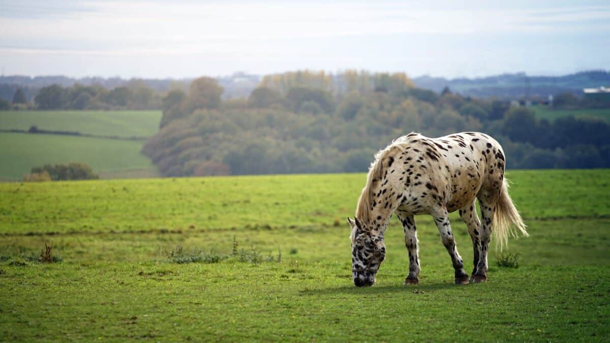 A spotted horse grazing peacefully in a lush green pasture surrounded by rolling hills.