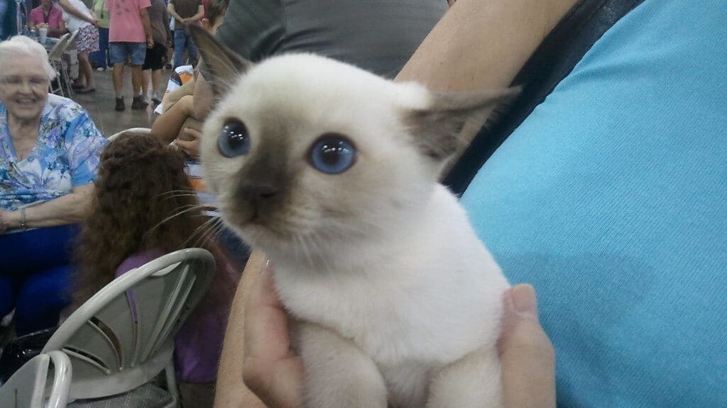 A Tonkinese kitten with bright blue eyes being held by a person, with a soft cream and chocolate-colored coat, surrounded by a crowd in the background