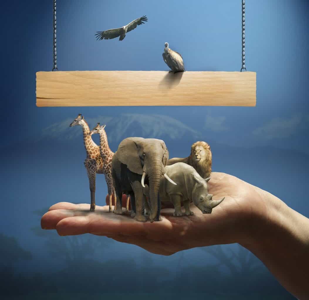 africa, giraffe, lion, rhino, animals, wild, nature, animal welfare, vulture, reserve, zoo, hand, sign, chain, elephant, big cat, big five, poacher, rhino, animal welfare, animal welfare, animal welfare, animal welfare, animal welfare, zoo, zoo, zoo, zoo, zoo, big five, big five