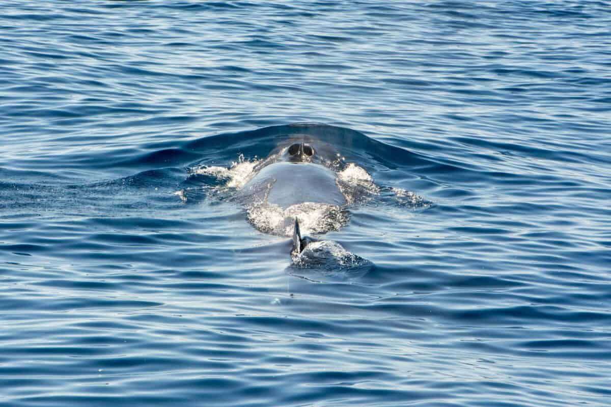 A stunning view of a whale surfacing in the ocean, showcasing its sleek form and aquatic grace.