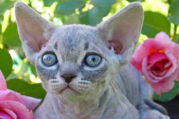 A Minskin kitten with large blue eyes and a short, hairless body resting near pink roses, exuding an adorable and curious expression
