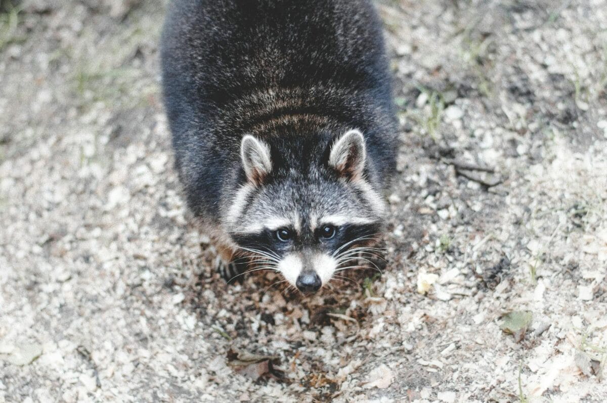 Raccoon