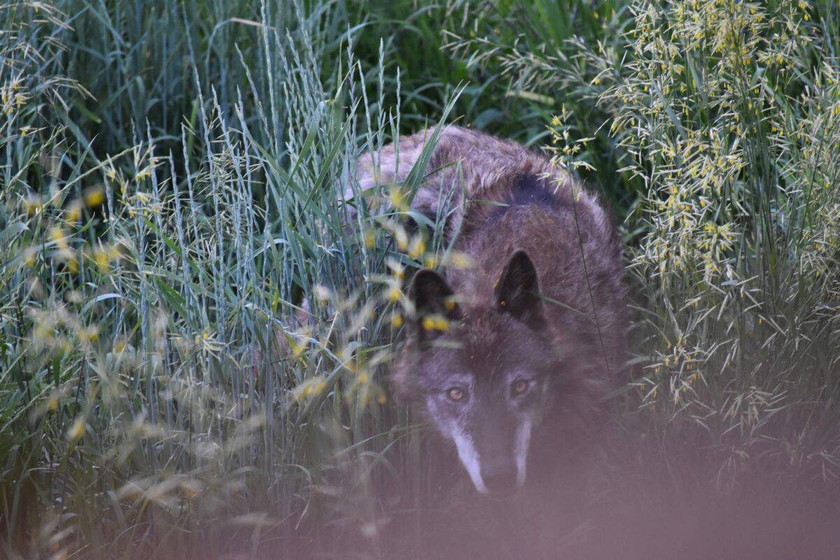 A wild wolf stealthily prowls through tall grass in a natural setting.