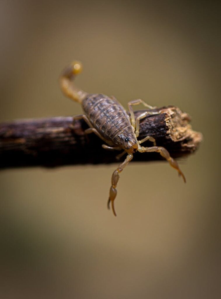 Striped Scorpion