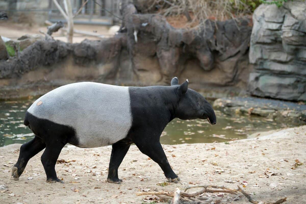 A tapir walking along the forest floor, its unique black and white coloration visible as it moves through its natural habitat.