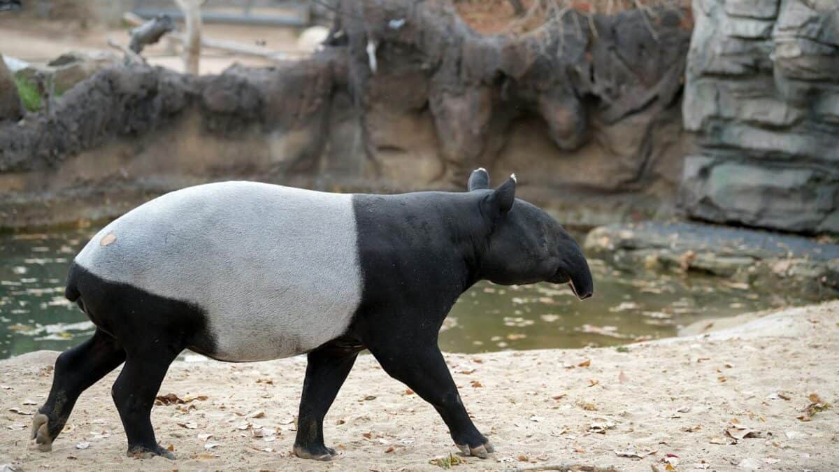 A tapir walking along the forest floor, its unique black and white coloration visible as it moves through its natural habitat.
