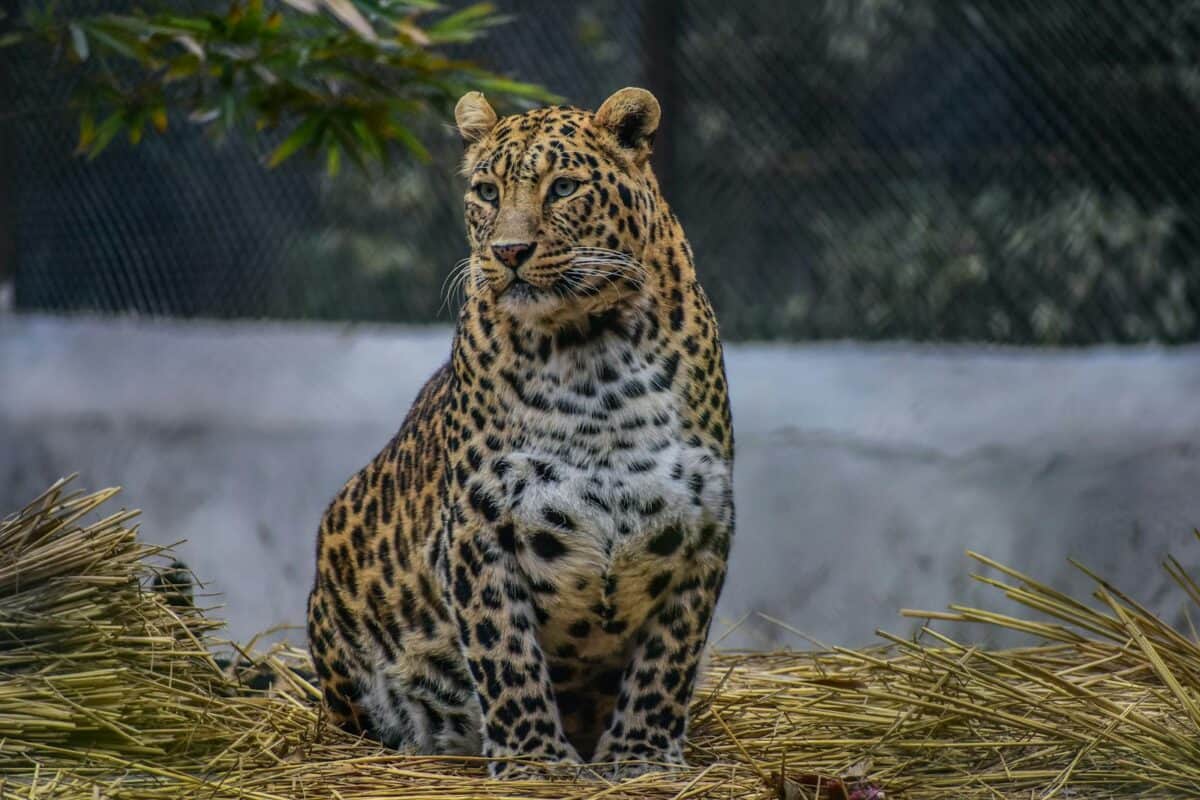 A powerful and elegant leopard sitting calmly on hay in a zoo, showcasing its stunning fur patterns.