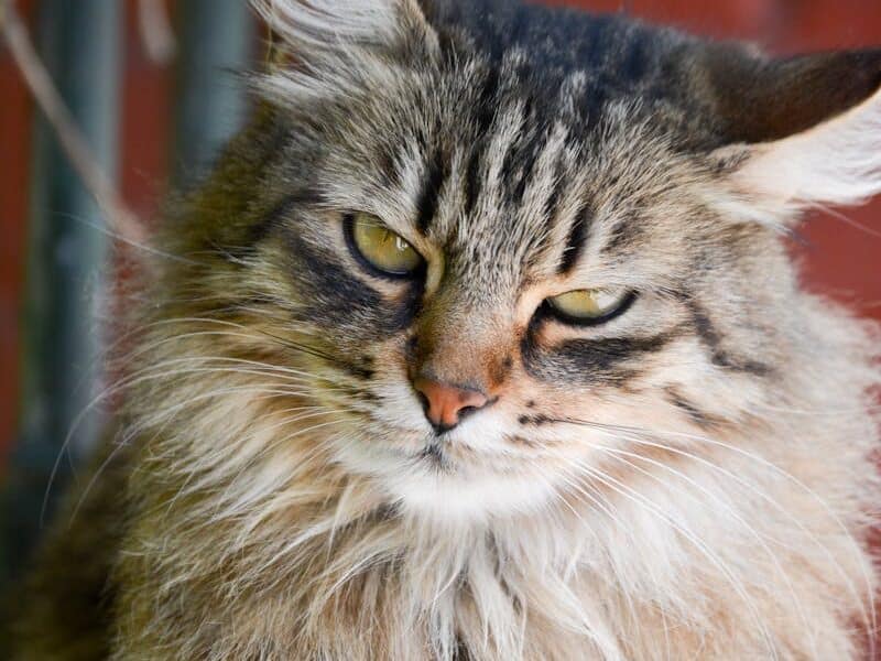 A close-up of a Kurilian Bobtail cat with a fluffy coat and distinctive pom-pom tail, gazing with an intense expression