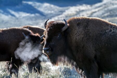 The Truth About How Bison Survive Harsh Winters