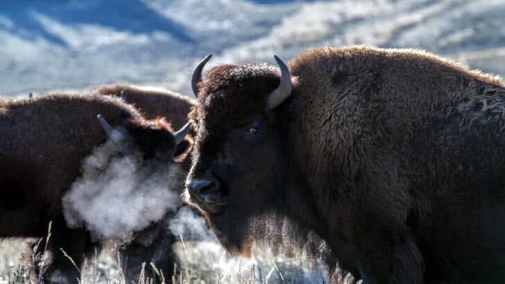 The Truth About How Bison Survive Harsh Winters