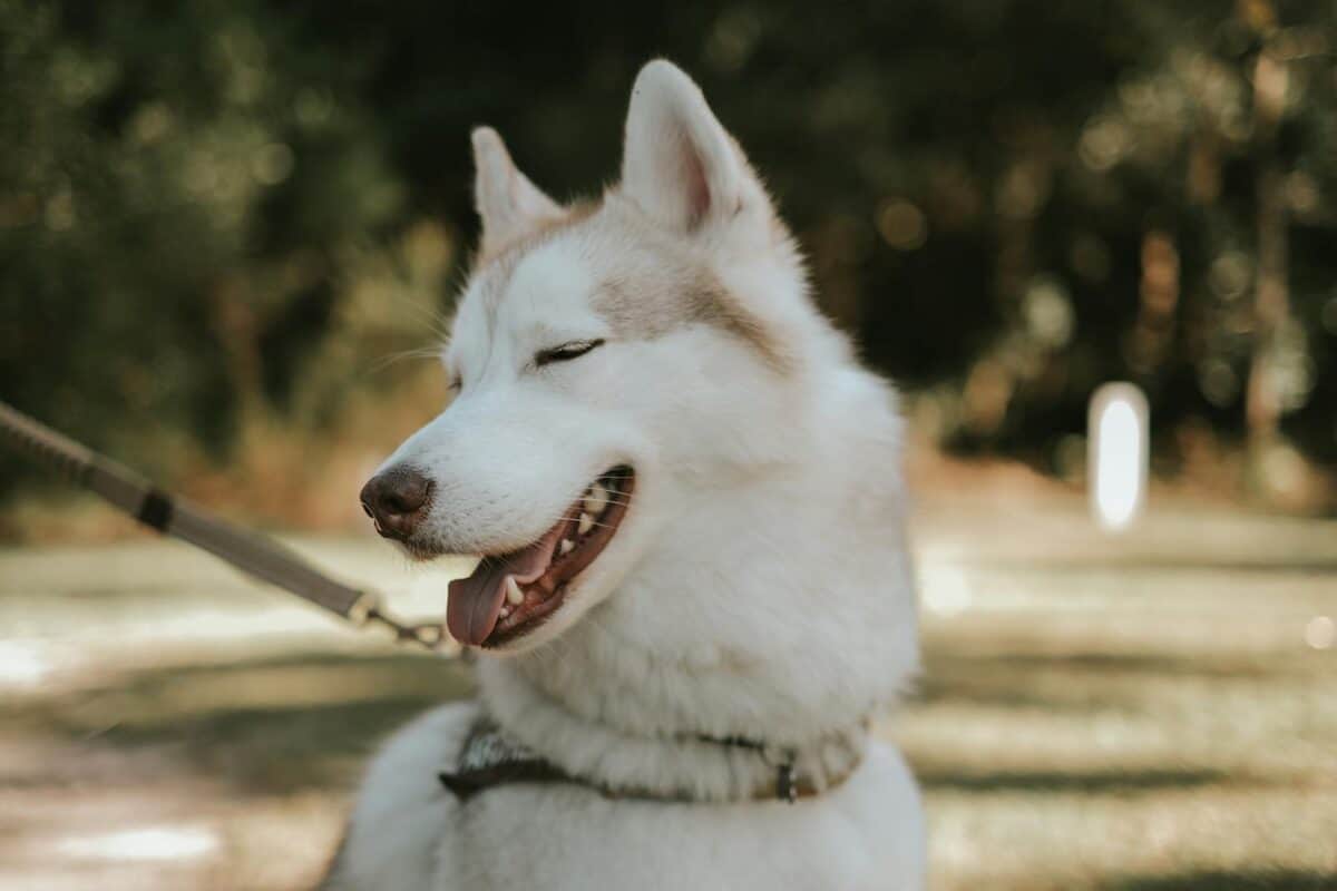 Cute Siberian Husky with a leash smiling in a park. Blur background highlights its playful nature.