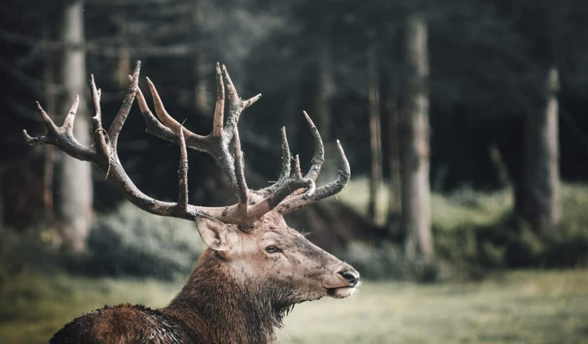 A close-up of a majestic stag with antlers in a serene forest clearing.