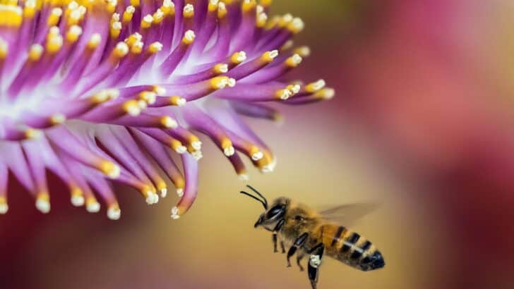 Microplastics, Light Pollution, and the Unseen War on Bees